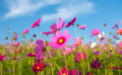 the cosmos flower field