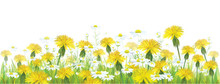 Vector Spring Flowers,  Yellow Chamomiles And Dandeliones.