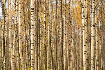 Wall Mural - Birch trunks