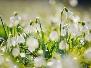 Snowflake Snowdrop spring