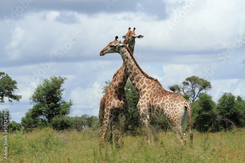 Tapeta ścienna Giraffa