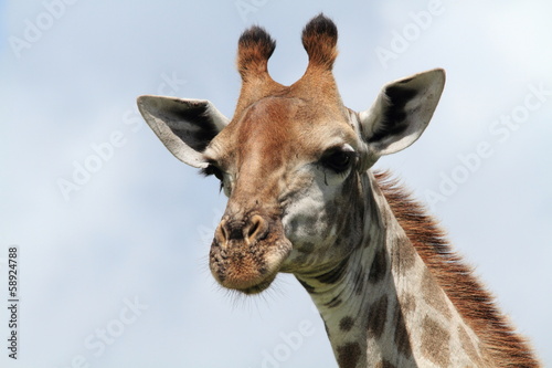 Tapeta ścienna Giraffa