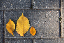 Fallen Yellow Leaves On The Pavement