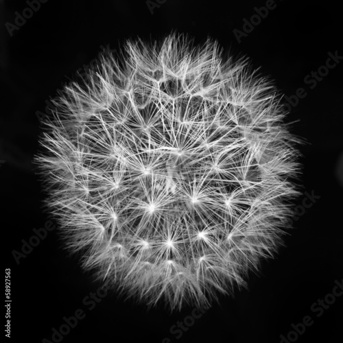 Board z aluminiowym obramowaniem Puszysty biały dandelion na czarnym tle