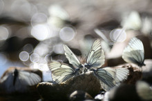 Beautiful Butterfly On The Rocks Near The Water, Nature, Spring