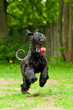 Giant schnauzer dog playing with ball