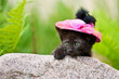 Little black kitten with pink hat hiding behind the stone