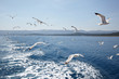 Seagulls against sea and sky