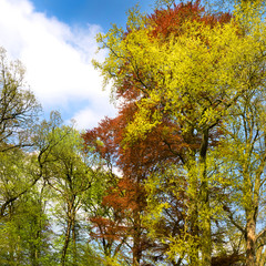 Fototapete - Spring tree crowns.
