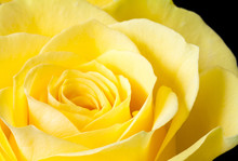 Close Up Image Of Yellow Rose