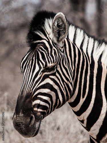 Board z aluminiowym obramowaniem Portret zebra w czerni i bieli