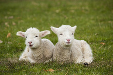 Two Adorable Young Lambs Relaxing In Grass Field