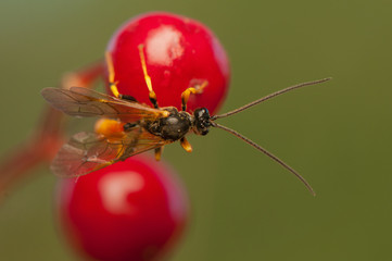 Canvas Print - Fly