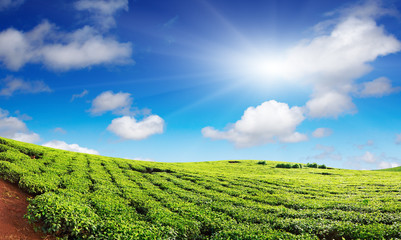 Wall Mural - Tea plantation