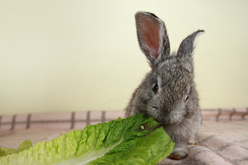 Canvas Print - Gray rabbit