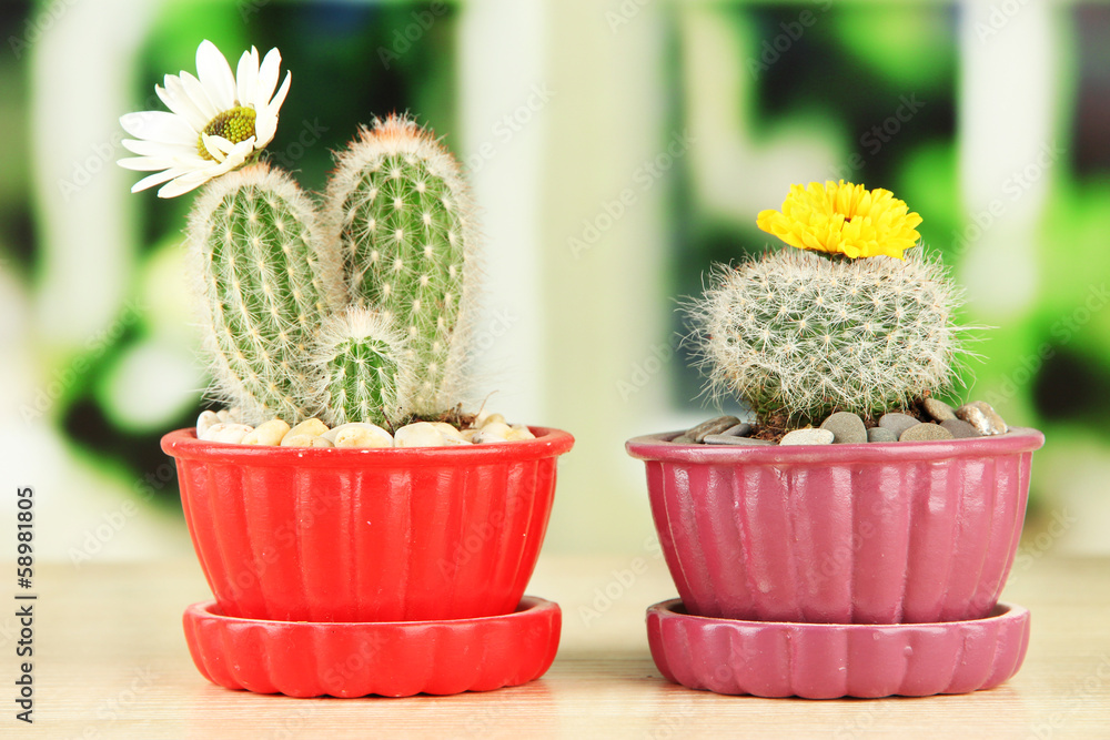 Cactuses in flowerpots with flowers, on wooden windowsill