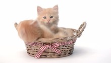 Two Playful Kittens In The Basket