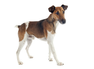 Wall Mural - smooth fox terrier