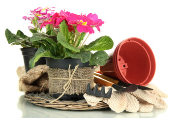 Poster - Beautiful pink primulas in flowerpots and gardening tools,