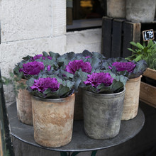 Fresh Purple Ornamental Decorative Cabbage Flower In The Pot