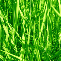 Sticker - grass background