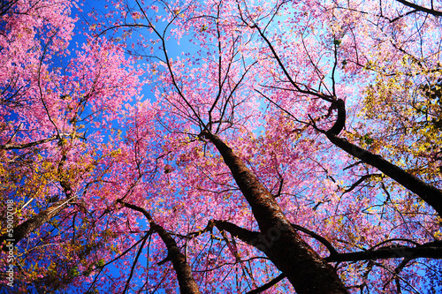 Naklejka samoprzylepna Różowe kwiaty wiśni sakura