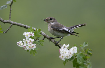 Poster - Pied flycatcher, Ficedula hypoleuca