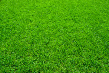 Naklejka zielona trawa