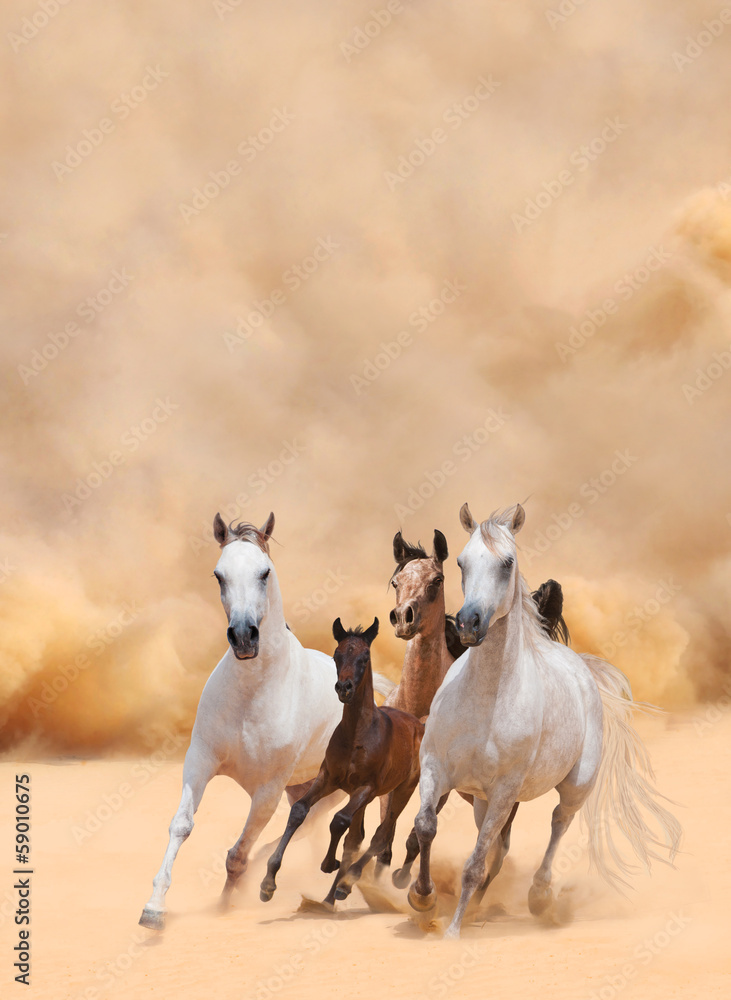Horses in dust - obrazy, fototapety, plakaty 
