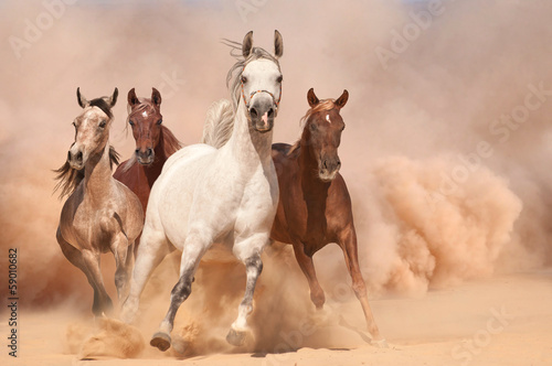 Nowoczesny obraz na płótnie Horses in dust