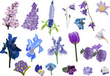set of isolated violet flowers collection