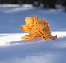 Brown Leaf  An Early Snow