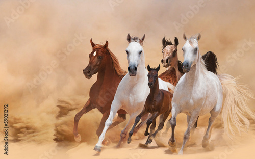 Naklejka na meble Horses in dust