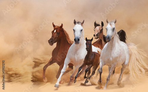 Obraz w ramie Horses in dust