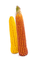 Sticker - maize cobs isolated