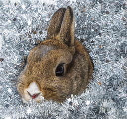 Wall Mural - happy christmas with little rabbit