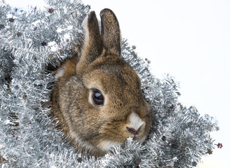 Wall Mural - happy christmas with a little rabbit