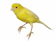 Yellow canary Serinus canaria isolated on white background