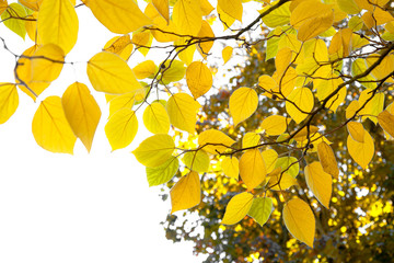 Fototapete - The bright colors of autumn trees.