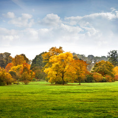 Fototapete - The bright colors of autumn trees. Autumn landscape.