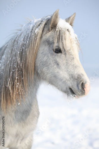 Obraz w ramie Amazing grey pony in winter