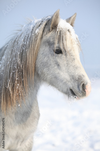 Fototapeta na wymiar Amazing grey pony in winter