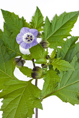 Wall Mural - Flowering Nicandra physalodes plant (Shoo Fly)