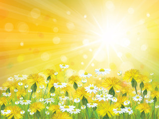 Wall Mural - vector sunshine background with yellow chamomiles and dandelions
