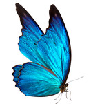 Fototapeta  - butterfly macro background