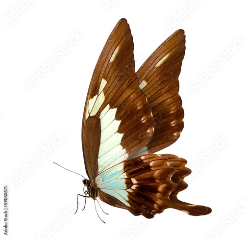 Fotoboard na płycie Motyl makro tło