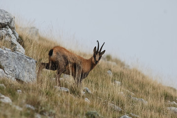 camoscio d'abruzzo