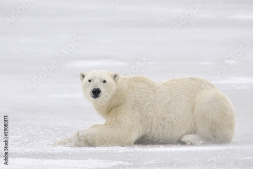 Plakat na papierze fotorealistycznym Niedźwiedź polarny leżący na lodzie.