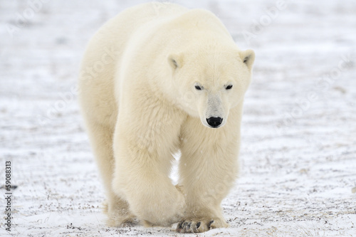 Plakat na papierze fotorealistycznym Niedźwiedź polarny chodzenie na tundra.
