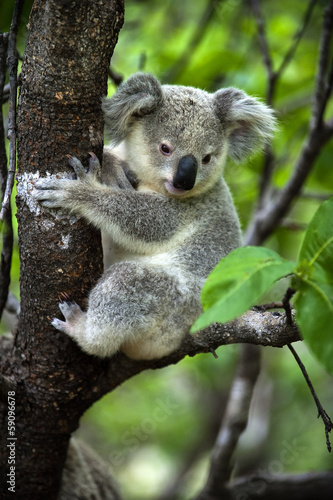 Fototapeta dla dzieci Koala - Jungtier auf Magnetic Island in Australien